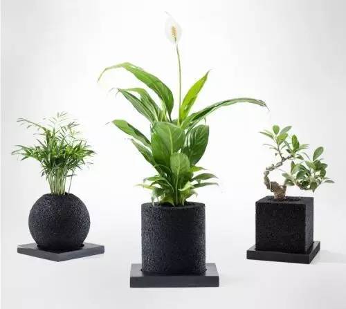 怎么除甲醛靠得牢?竹炭、植物成***“騙局” 怎么除甲醛靠得牢?竹炭、植物成***“騙局”