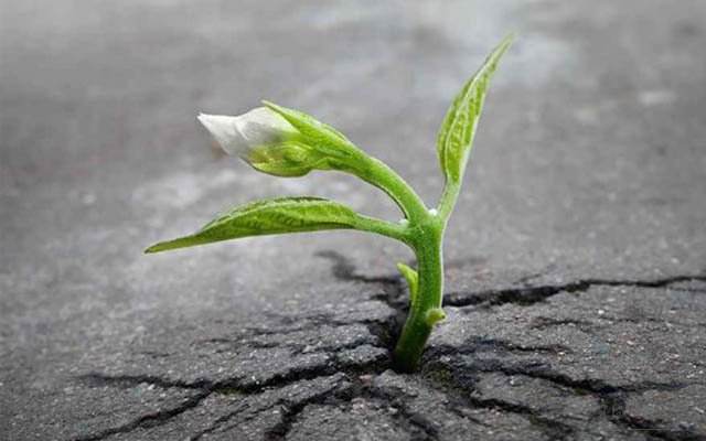 逆境是除甲醛加盟之路上的一把雙刃劍 逆境是除甲醛加盟之路上的一把雙刃劍