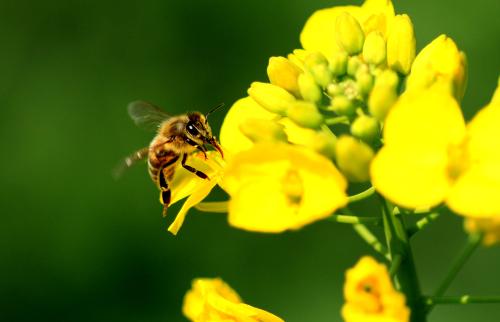除甲醛加盟中的六大重點 除甲醛加盟中的六大重點
