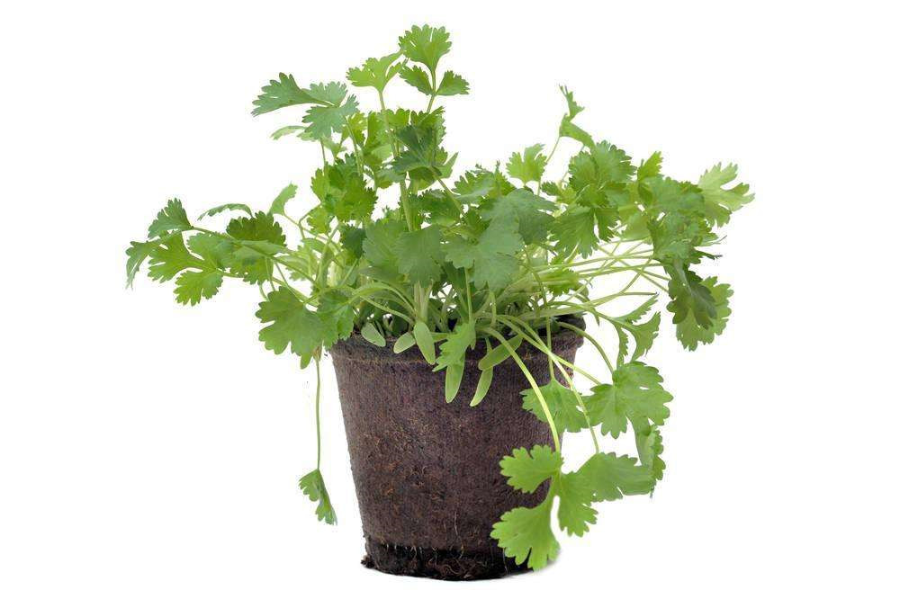8種綠色植物除甲醛有效果嗎 8種綠色植物除甲醛有效果嗎