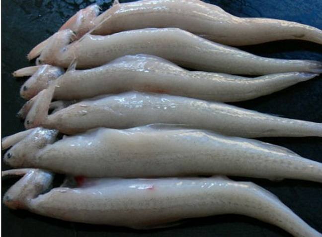 黑心商家添加甲醛讓蝦蟲孱“保鮮”? 黑心商家添加甲醛讓蝦蟲孱“保鮮”?