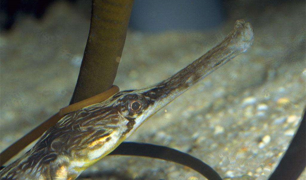 黑心商家添加甲醛讓蝦蟲孱“保鮮”? 黑心商家添加甲醛讓蝦蟲孱“保鮮”?