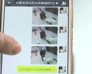 有問題找警察，薩摩耶派出所報案，不注意這件事，對狗狗致命，警察蜀黍卻幫不上忙！