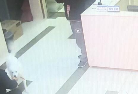 有問題找警察，薩摩耶派出所報案，不注意這件事，對狗狗致命，警察蜀黍卻幫不上忙！