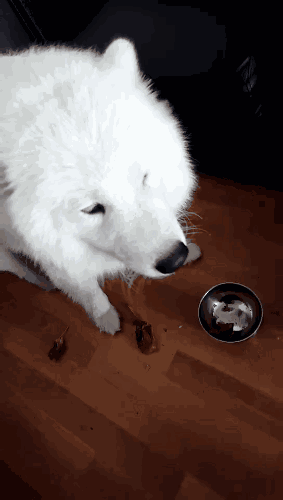 有問題找警察，薩摩耶派出所報案，不注意這件事，對狗狗致命，警察蜀黍卻幫不上忙！