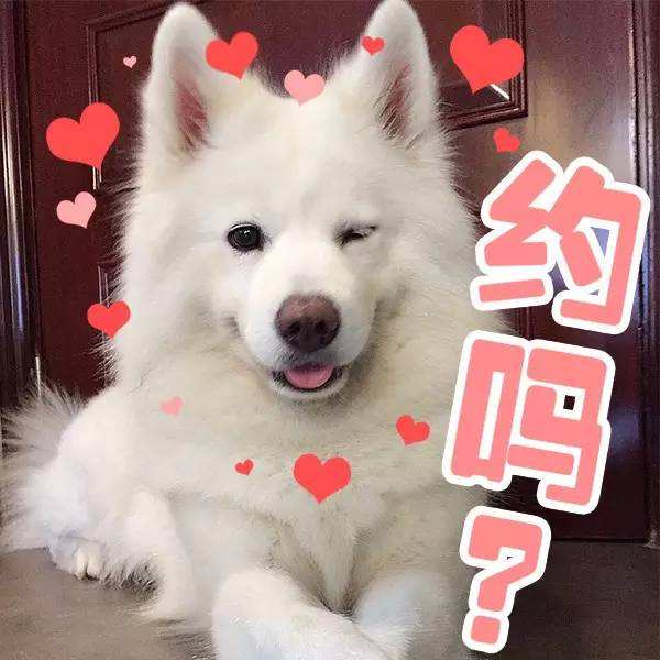 有問題找警察，薩摩耶派出所報案，不注意這件事，對狗狗致命，警察蜀黍卻幫不上忙！