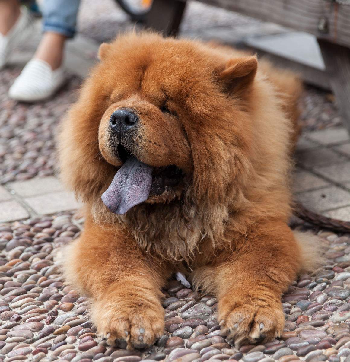 有問題找警察，薩摩耶派出所報案，不注意這件事，對狗狗致命，警察蜀黍卻幫不上忙！