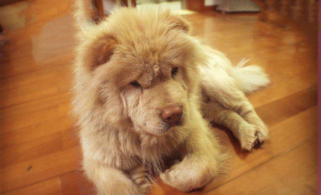 有問題找警察，薩摩耶派出所報案，不注意這件事，對狗狗致命，警察蜀黍卻幫不上忙！