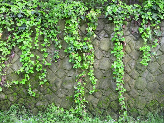 綠色植物大作戰(zhàn),顏值***的凈化空氣方法 綠色植物大作戰(zhàn),顏值***的凈化空氣方法