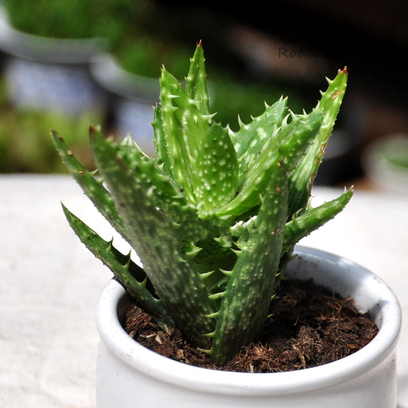 綠色植物大作戰(zhàn),顏值***的凈化空氣方法 綠色植物大作戰(zhàn),顏值***的凈化空氣方法