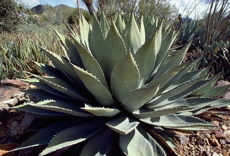 綠色植物大作戰(zhàn),顏值***的凈化空氣方法 綠色植物大作戰(zhàn),顏值***的凈化空氣方法