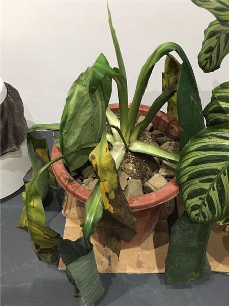 那些年，令我們哭笑不得的除甲醛經歷……