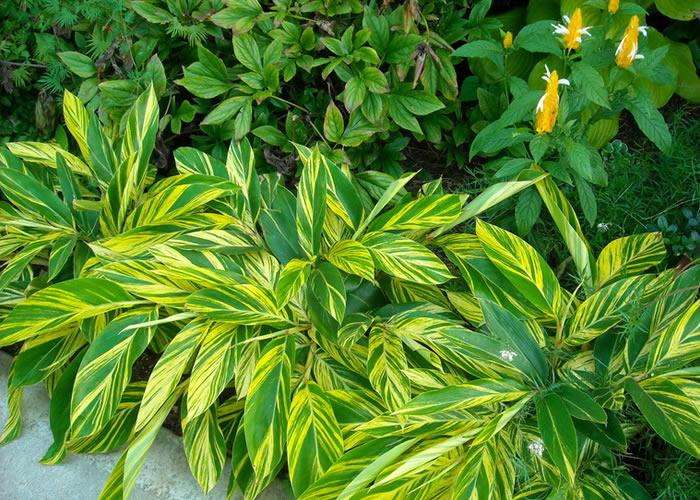 新房除甲醛，您一定不會(huì)失手！