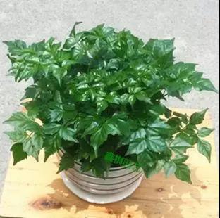 家中旺位和衰位在哪里?三分鐘學習室內風水學 家中旺位和衰位在哪里?三分鐘學習室內風水學