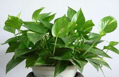 什么植物可以凈化空氣? 什么植物可以凈化空氣?