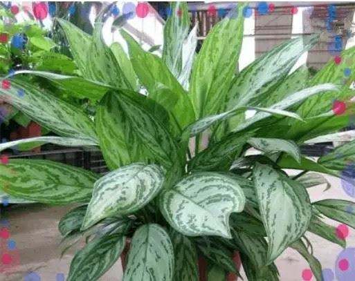 什么植物可以凈化空氣? 什么植物可以凈化空氣?