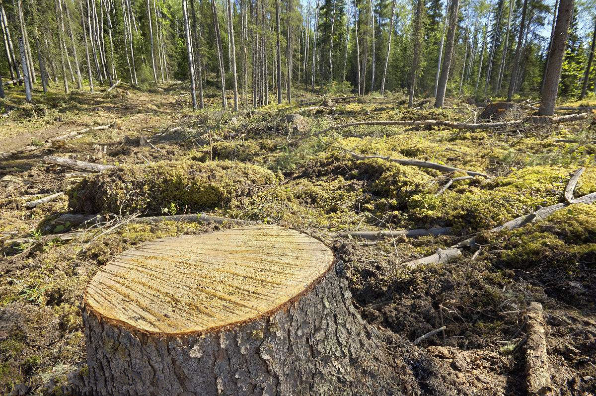 杜絕甲醛單純靠實木材料就足夠了嗎？這么想你就大錯特錯了！