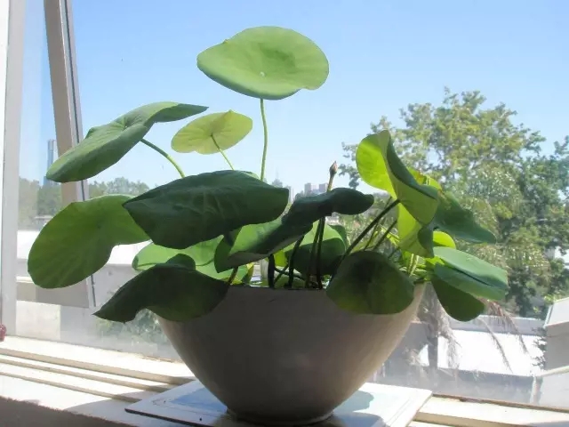 甲醛超標怎么辦？這些簡單小方法完爆活性炭