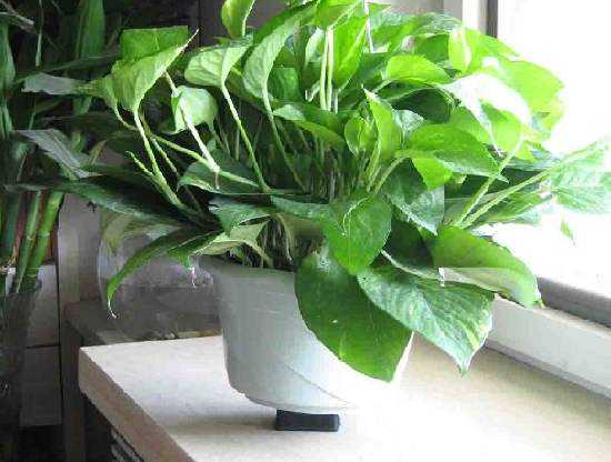 去除甲醛的***方法到底是什么？