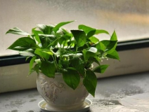 我們常常聽說的甲醛治理方法效果如何?