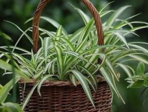 綠色植物大作戰,顏值最高的凈化空氣方法