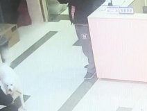 有問題找警察，薩摩耶派出所報案，不注意這件事，對狗狗致命，警察蜀黍卻幫不上忙！