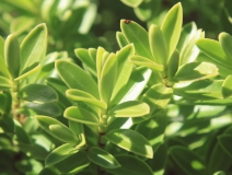 用這五個(gè)辦法進(jìn)行去除房間甲醛,入住后,絕不后悔!