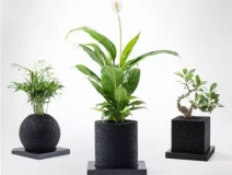 怎么甲醛治理靠得牢？竹炭、植物成最大“騙局”