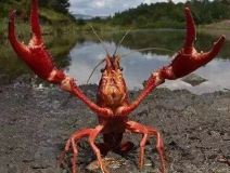 十三香、麻辣、清蒸、冰鎮(zhèn)小龍蝦,我卻吃到了甲醛“毒”龍蝦!