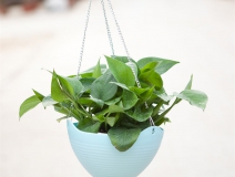 記住這四條規則,巧用植物甲醛治理!