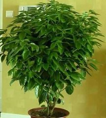 吸甲醛的植物排名你知道嗎? 吸甲醛的植物排名你知道嗎?