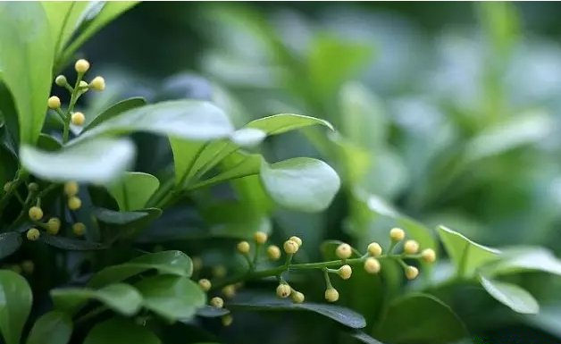 活性炭除甲醛有效嗎? 活性炭除甲醛有效嗎?