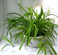 植物 植物