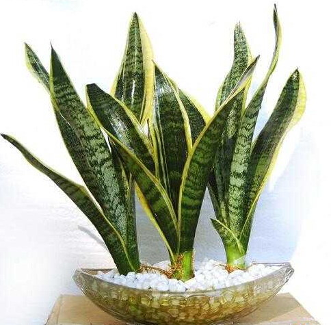 植物祛除甲醛 植物祛除甲醛