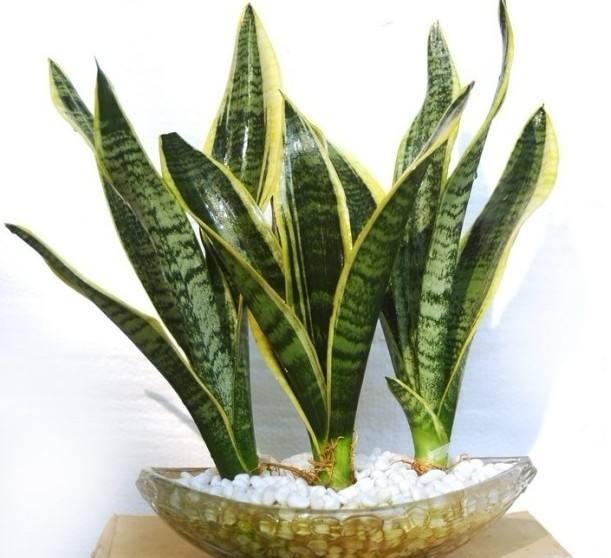 植物除甲醛 植物除甲醛