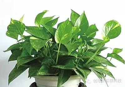植物除甲醛 植物除甲醛
