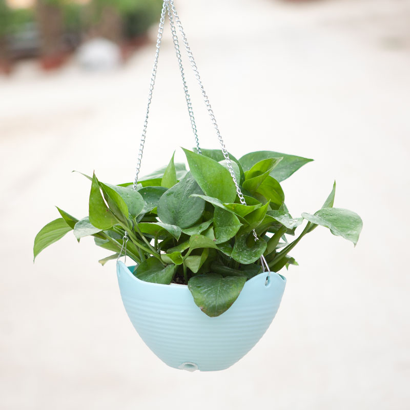 綠蘿除甲醛 綠蘿除甲醛