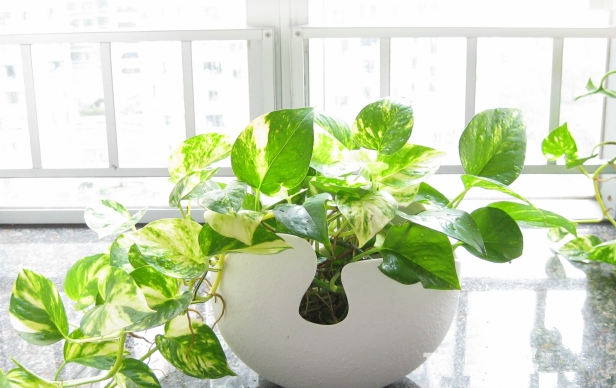 別大意！七大除甲醛“誤區(qū)”，信了你反而會(huì)生??！通風(fēng)、綠植、活性炭、熏蒸……你中招了嗎？