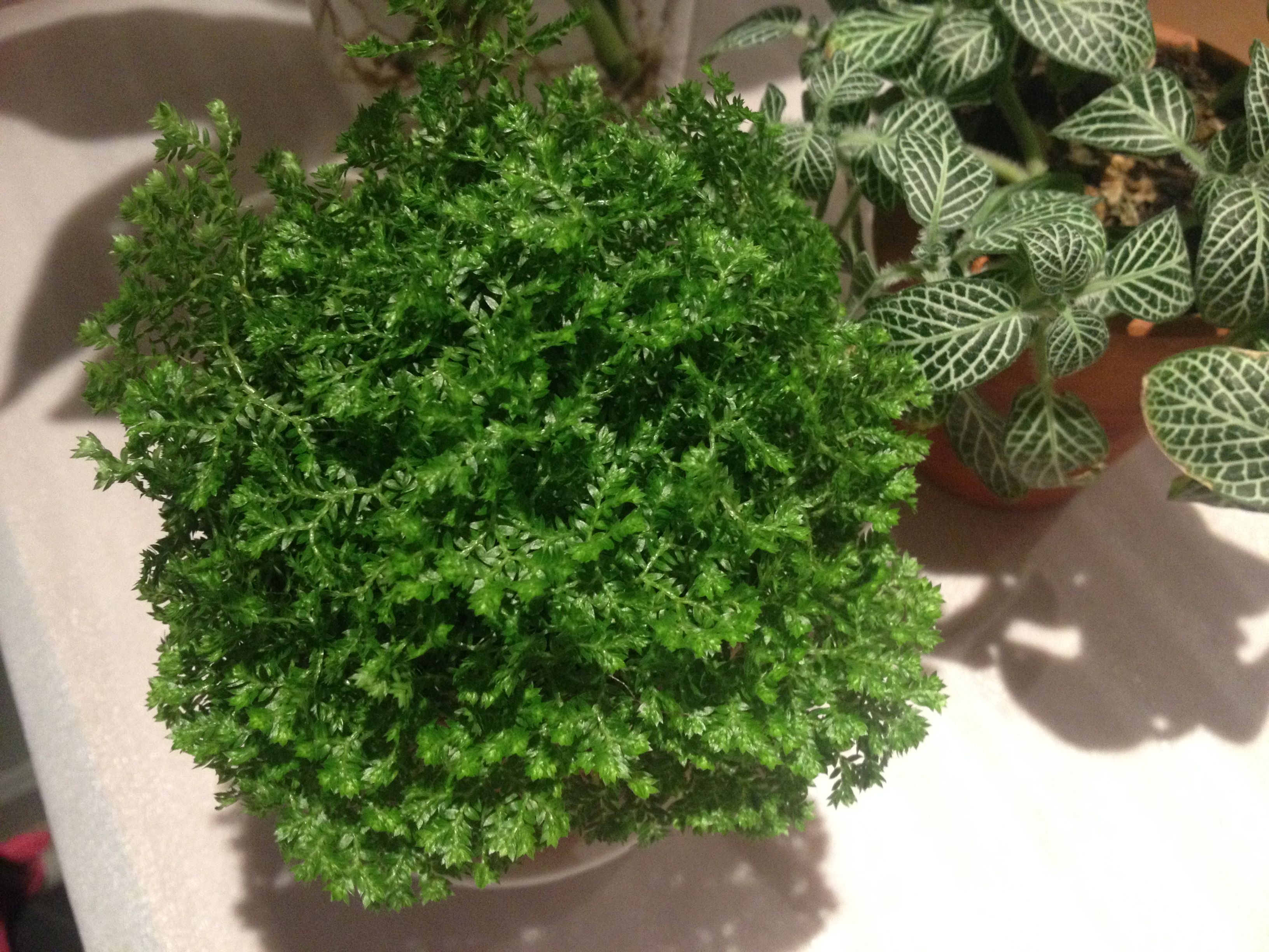 喜遷新居，母子卻因此雙雙“中招”，裝修后除甲醛這件事，想必您也會中招！