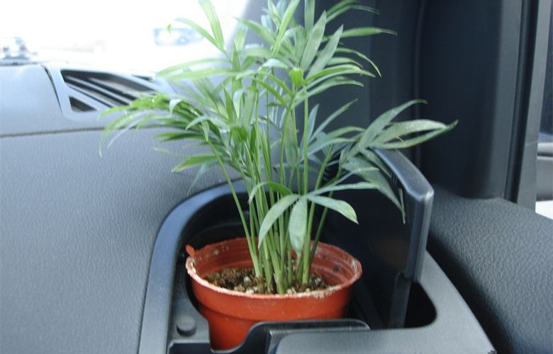 哭笑不得!這三個誤解居然讓車內甲醛超標嚴重! 哭笑不得!這三個誤解居然讓車內甲醛超標嚴重!